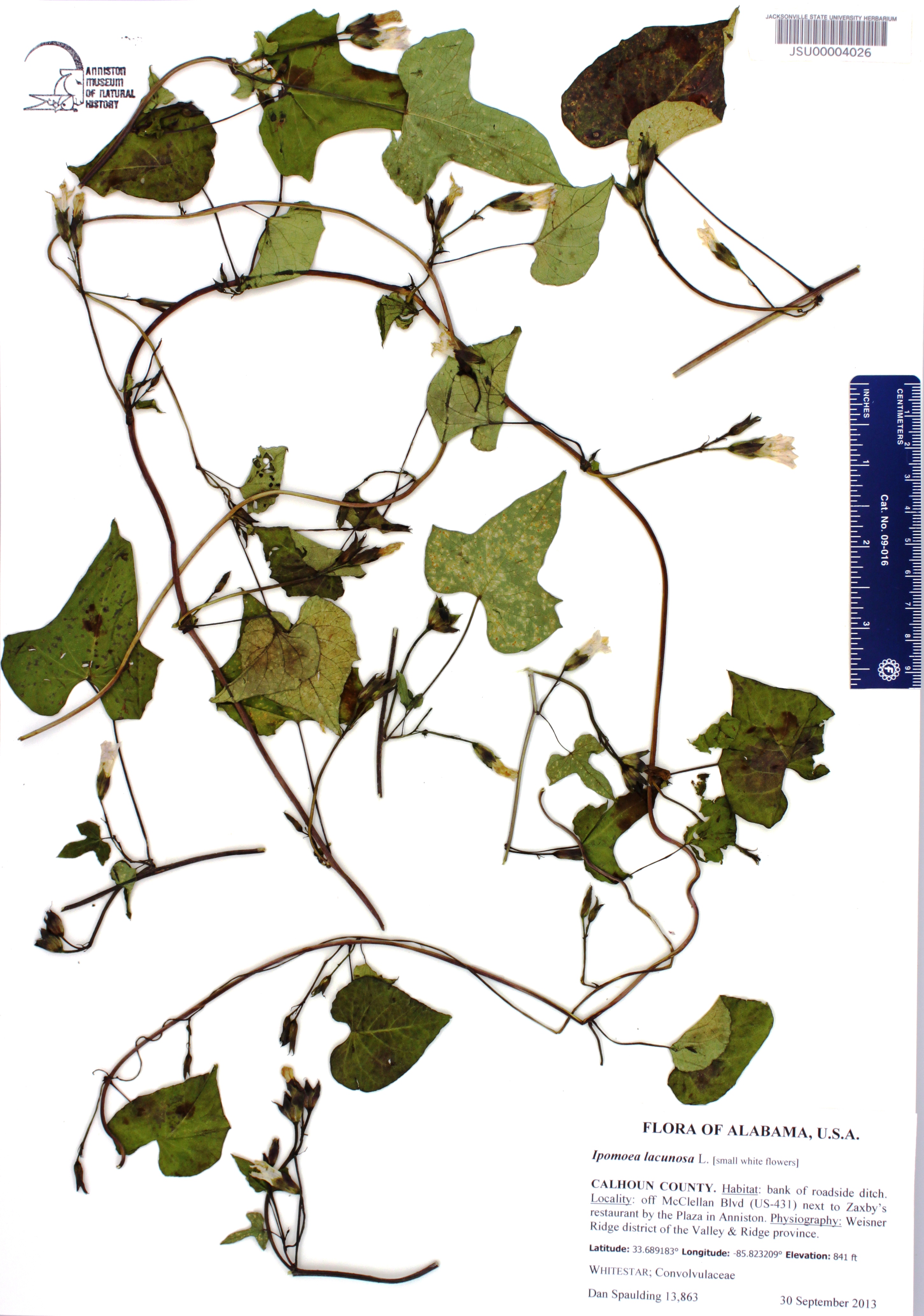 Ipomoea lacunosa - Species Page - APA: Alabama Plant Atlas