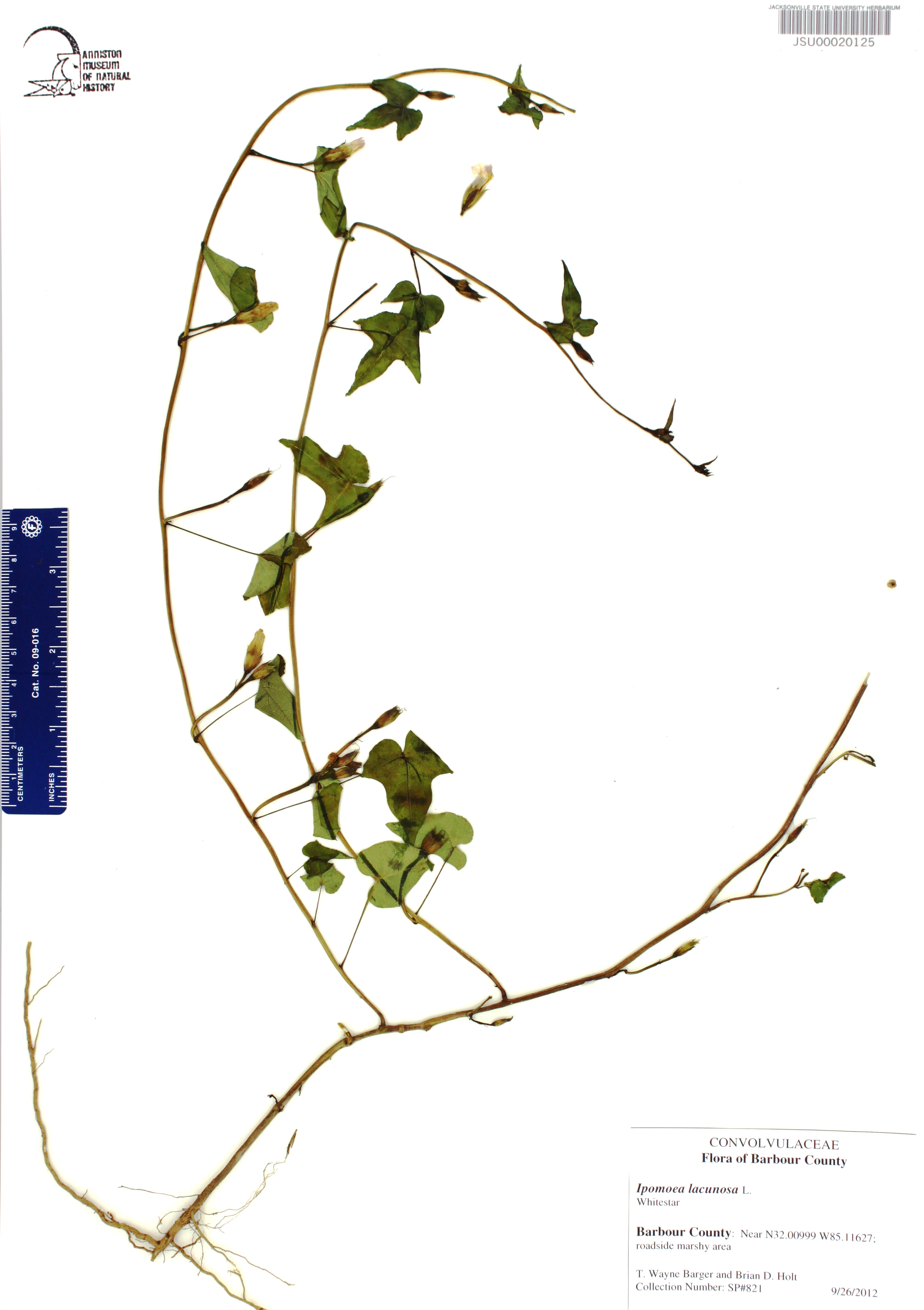 Ipomoea lacunosa - Species Page - APA: Alabama Plant Atlas