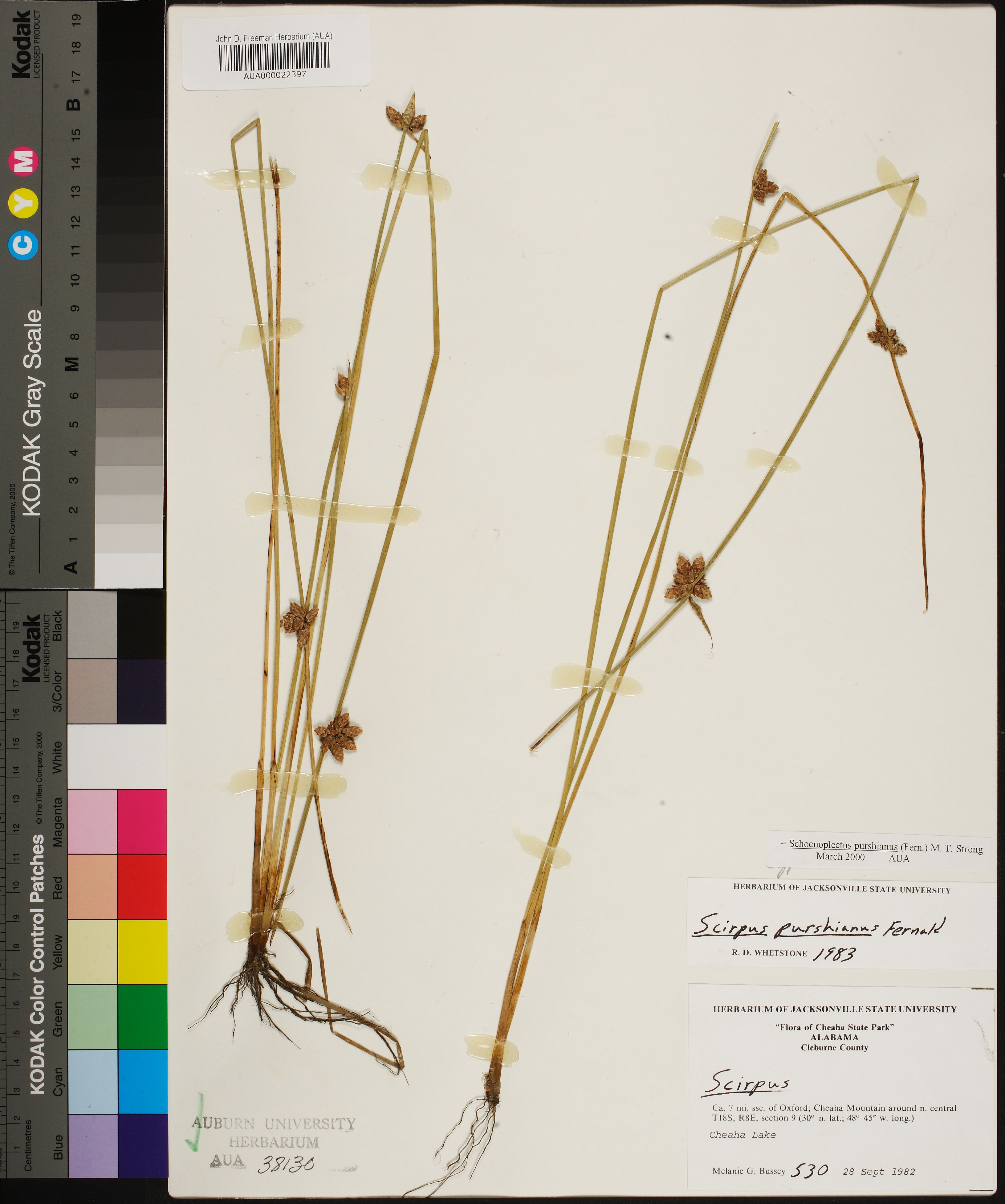 Schoenoplectiella purshiana Species Page APA Alabama Plant Atlas