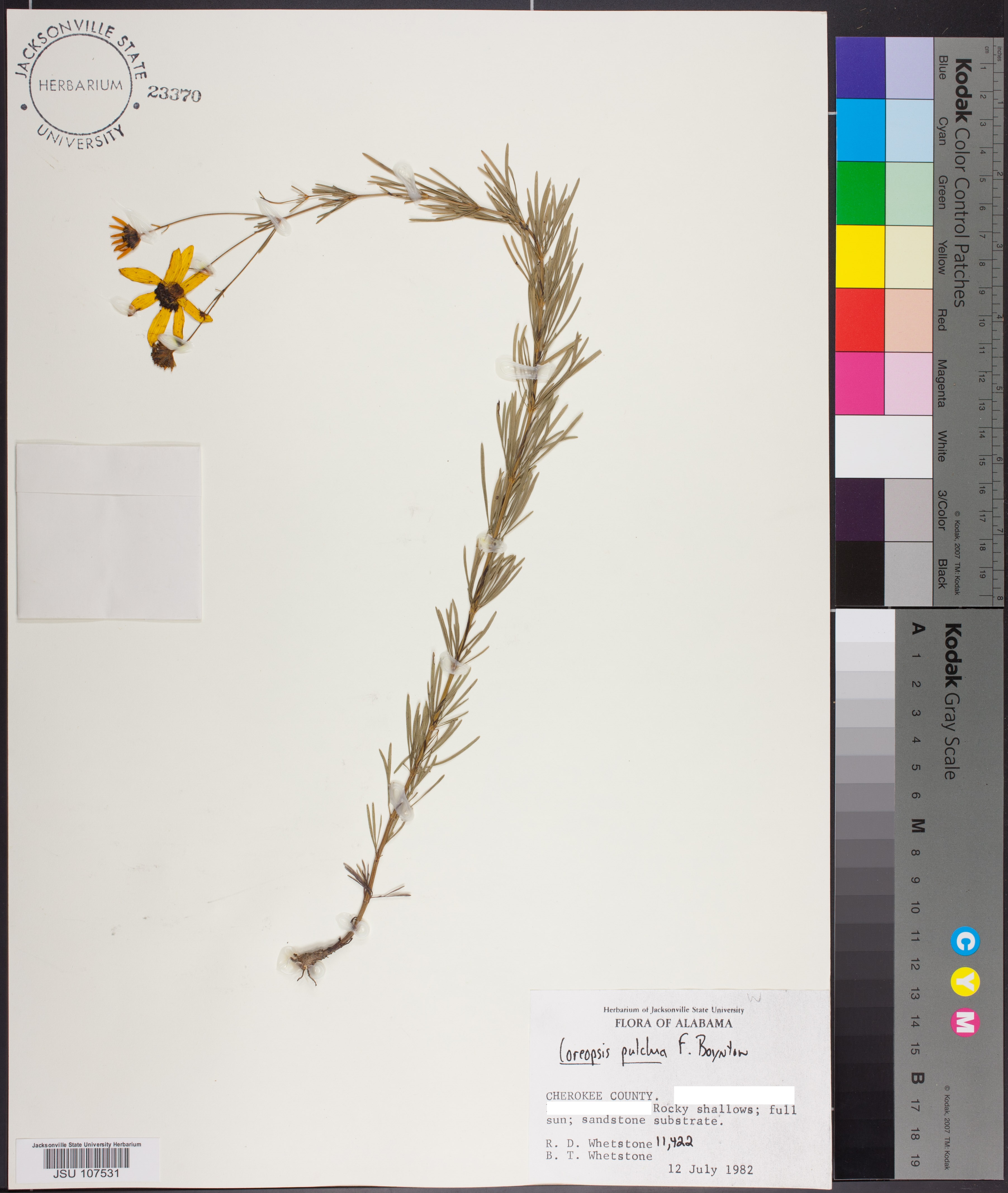 Coreopsis pulchra - Species Page - APA: Alabama Plant Atlas