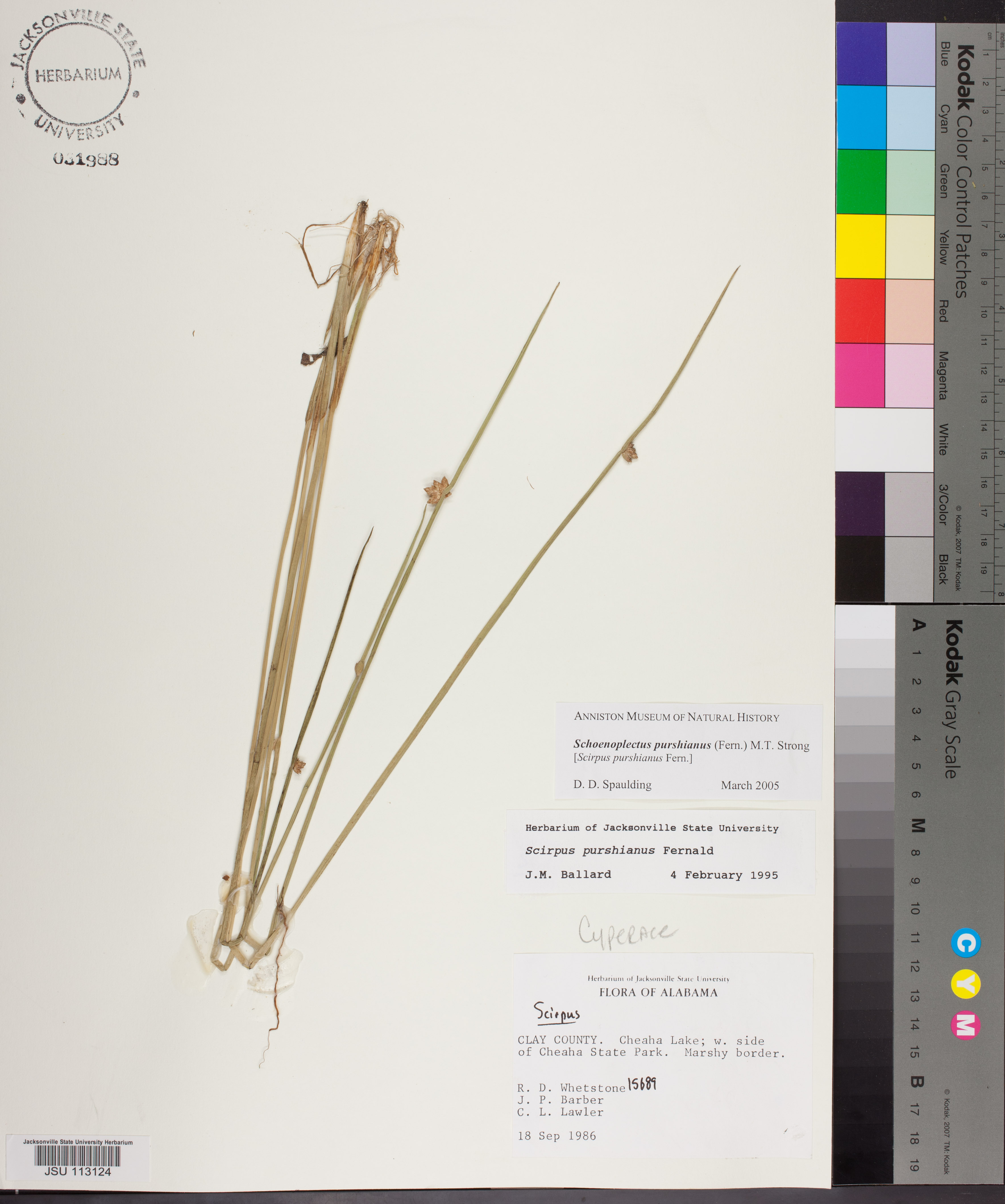 Schoenoplectiella purshiana Species Page APA Alabama Plant Atlas