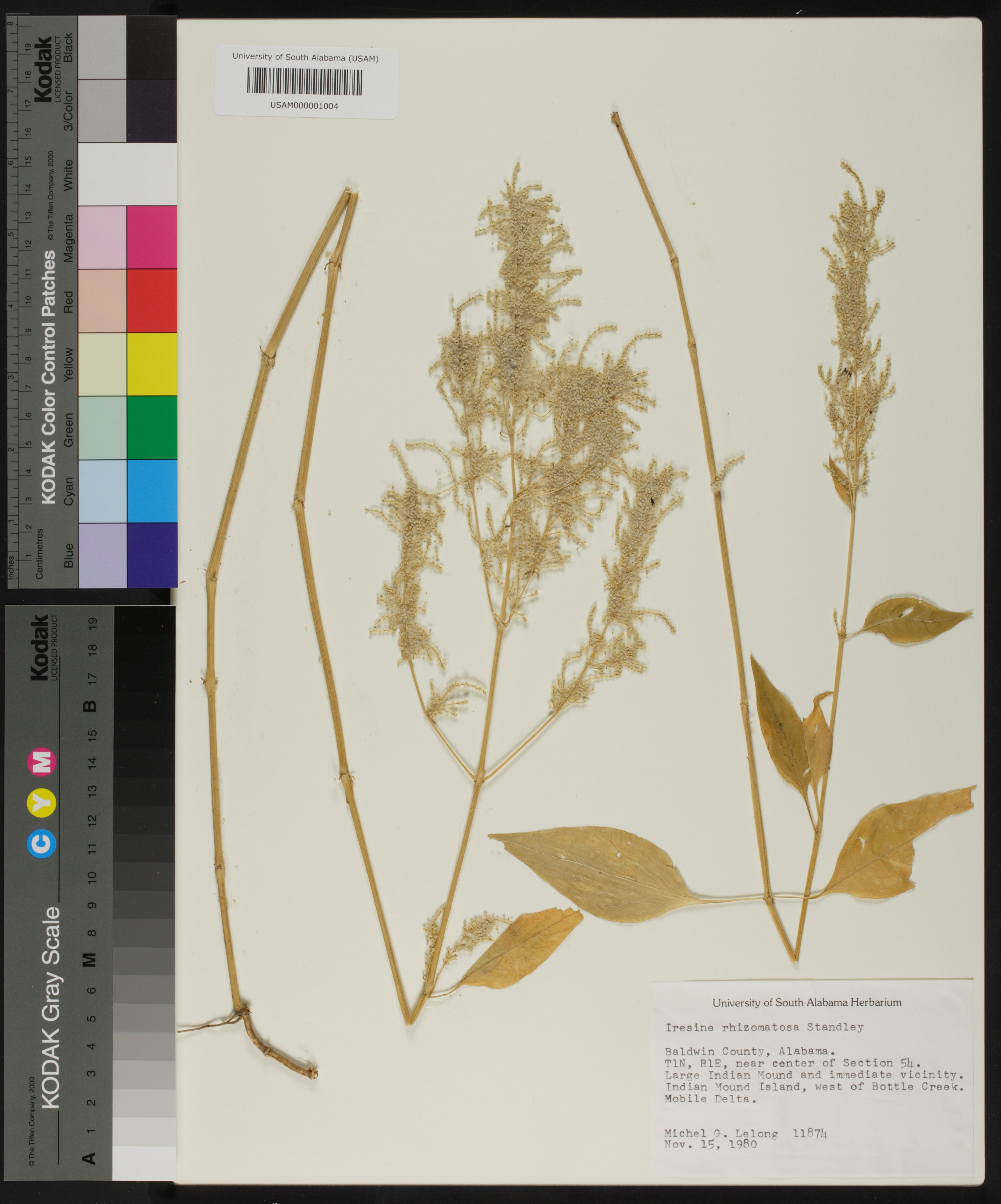 $3.00 Iresine rhizomatosa Juda’s bush —~500 seeds woodland amaranth 