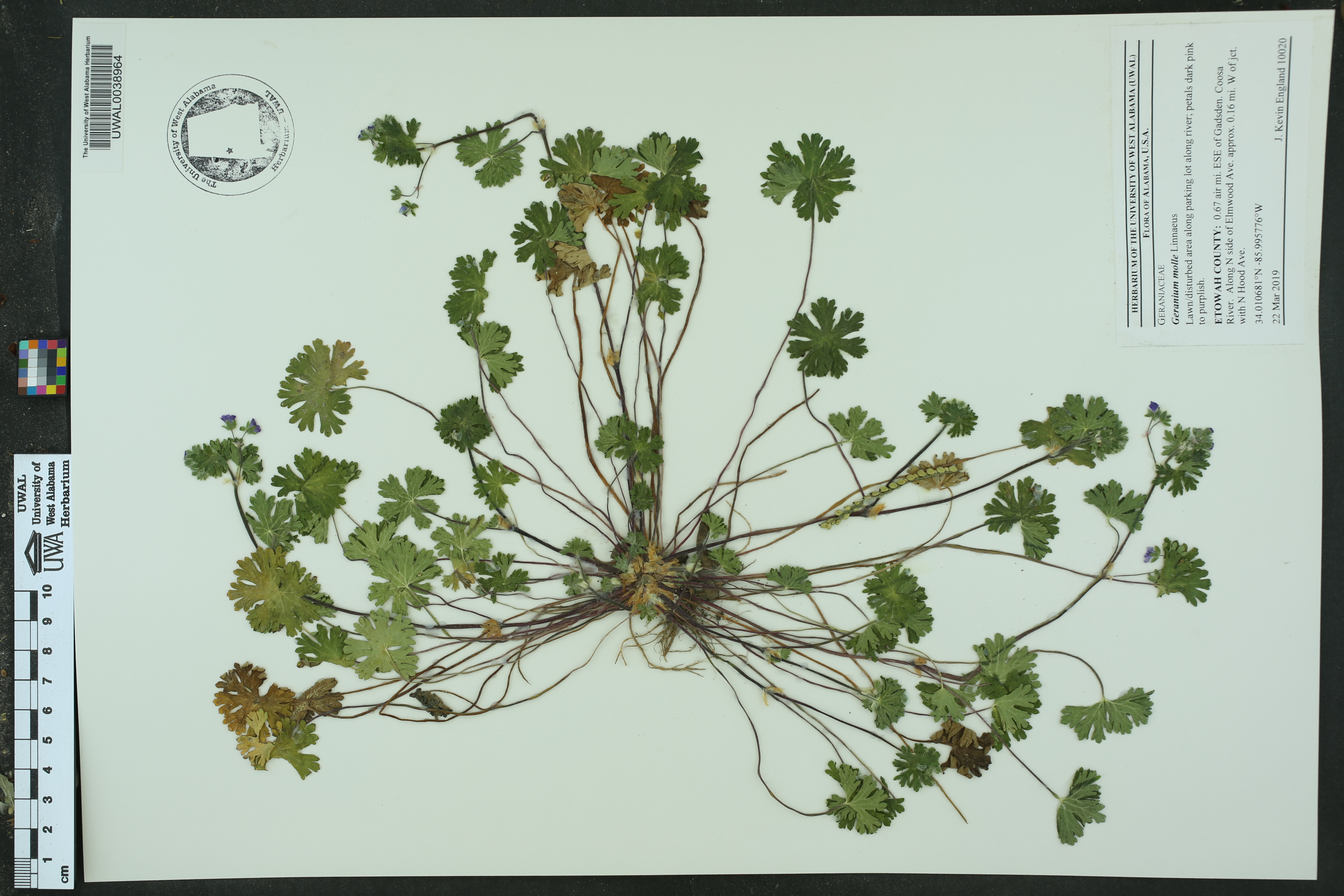 Geranium molle - Species Page - APA: Alabama Plant Atlas